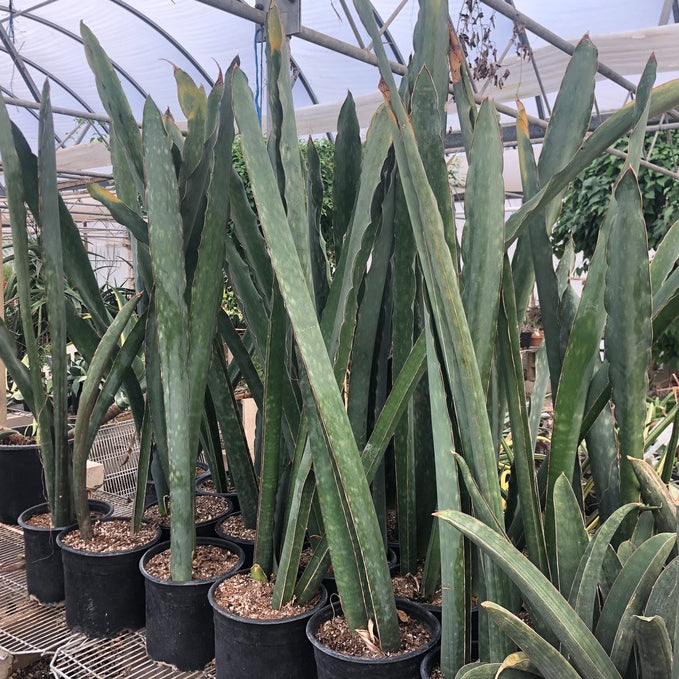 Sansevieria Bhitalae Superclone for Sale and Care Info