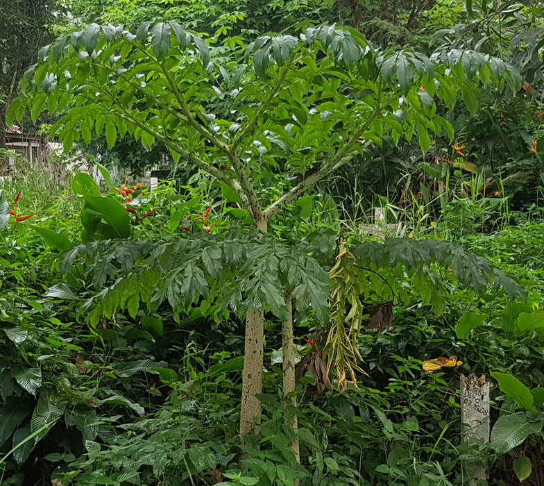 Amorphophallus Paeoniifolius for Sale