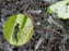 Fungus Gnats Away Soil