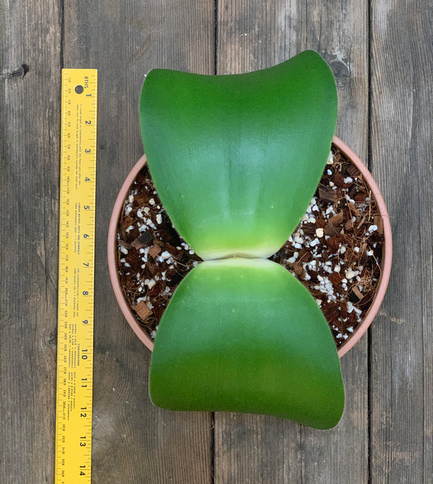 Haemanthus Deformis for Sale