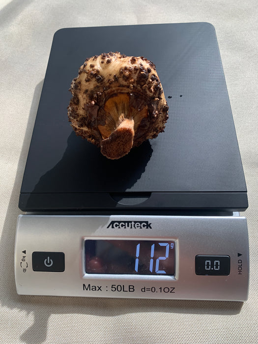 Amorphophallus Gigas for Sale