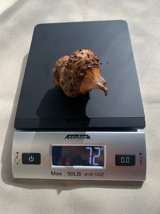 Amorphophallus Gigas for Sale