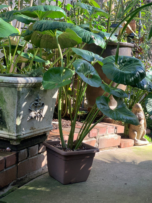 Giant leopard plant, Ligularia tussilaginea ‘Gigantea’ for Sale