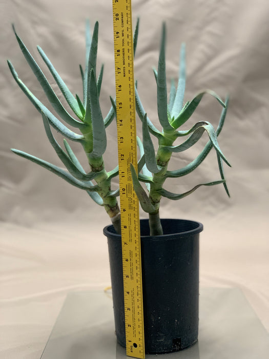 Aloidendron Ramosissimum for Sale (Formerly Aloe Ramosissima)