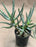 Aloidendron Ramosissimum for Sale (Formerly Aloe Ramosissima)