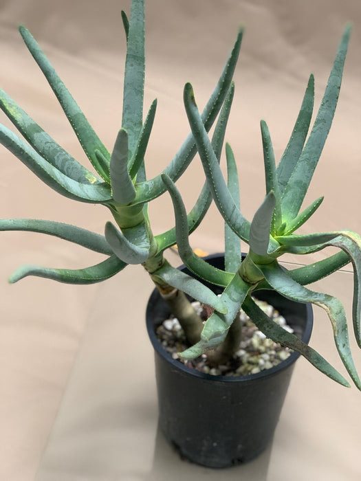 Aloidendron Ramosissimum for Sale (Formerly Aloe Ramosissima)