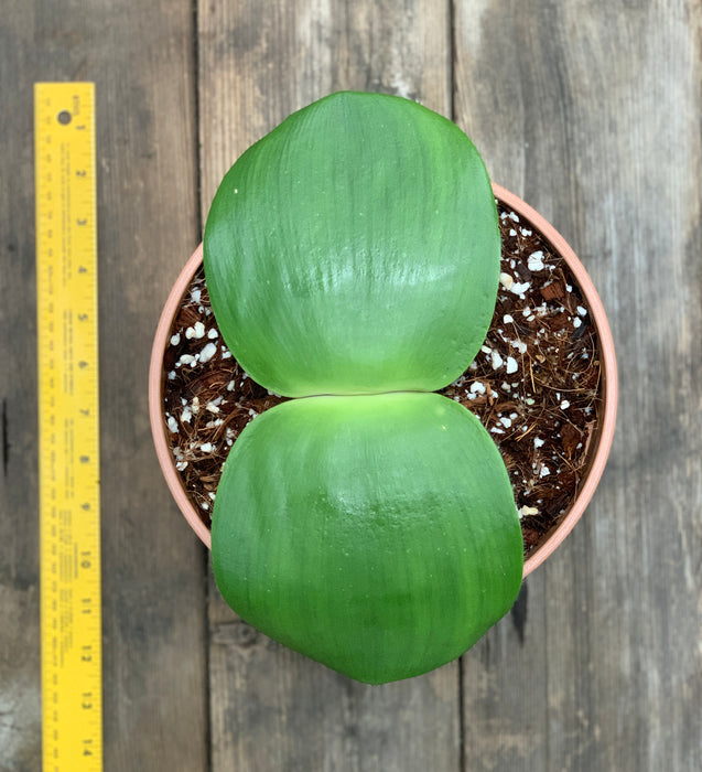 Haemanthus Deformis for Sale