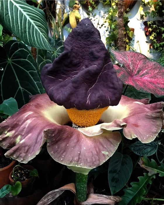 Amorphophallus Paeoniifolius for Sale