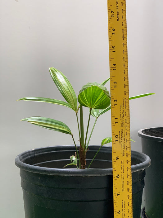 variegated palm plant Variegated Rhapis Palm for Sale, Classic or Aya-Nishiki Variegation — Melisse & Co