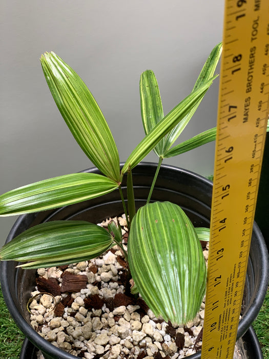 Variegated Rhapis Palm for Sale, Classic or Aya-Nishiki Variegation