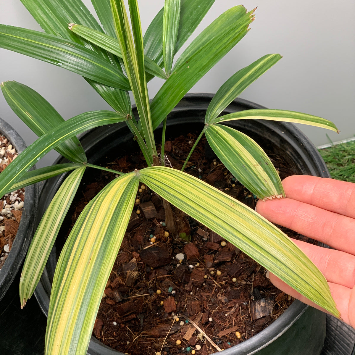 Variegated Rhapis Palm for Sale, Classic or Aya-Nishiki Variegation Classic Variegation 2Gal