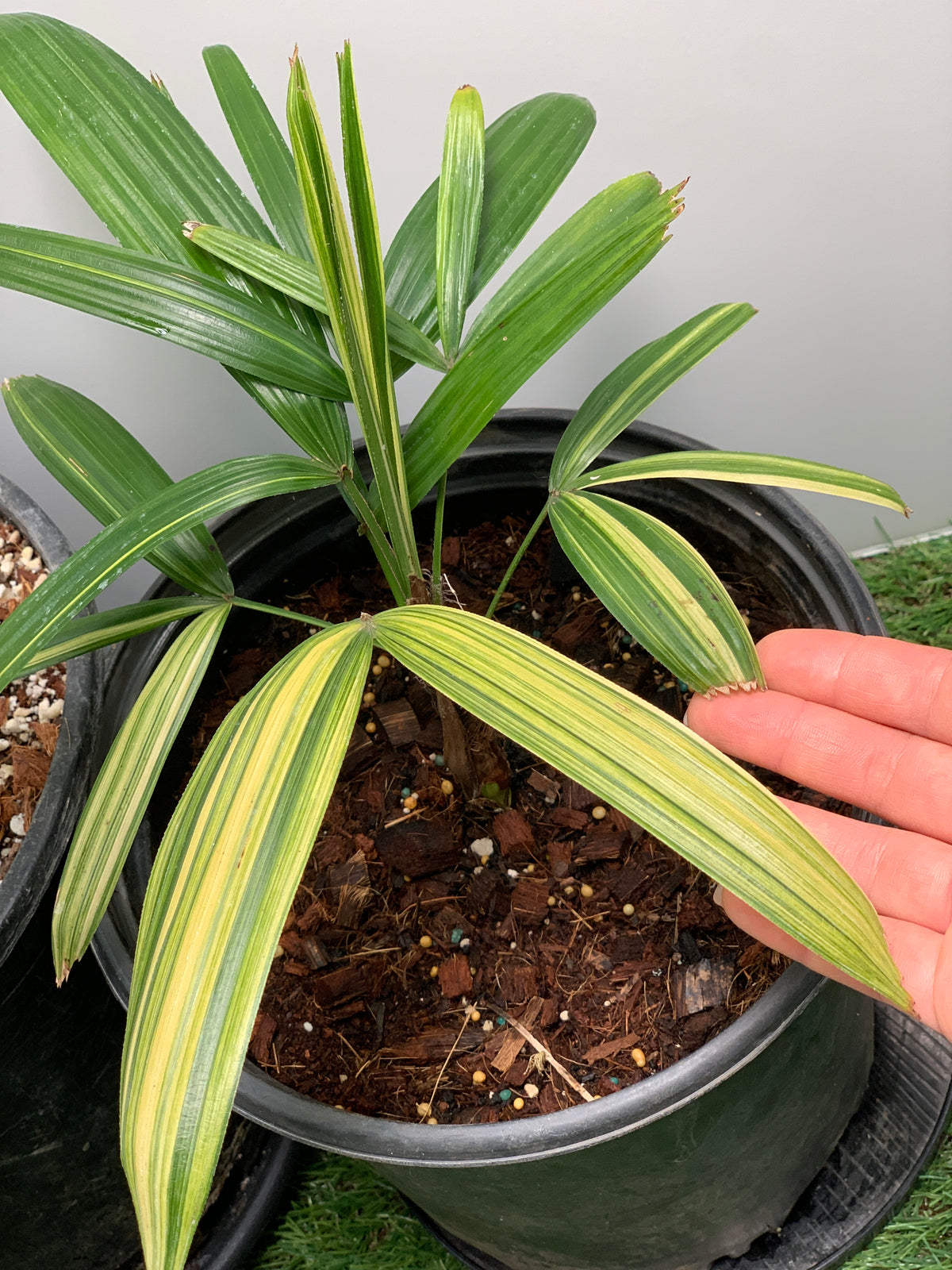 Variegated Rhapis Palm for Sale, Classic or Aya-Nishiki Variegation Classic Variegation 2Gal