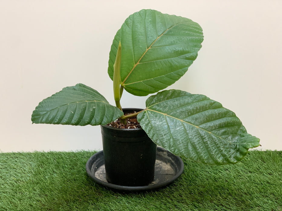 Ficus Dammaropsis for Sale