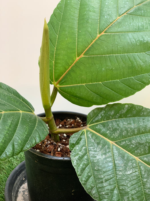 Ficus Dammaropsis for Sale