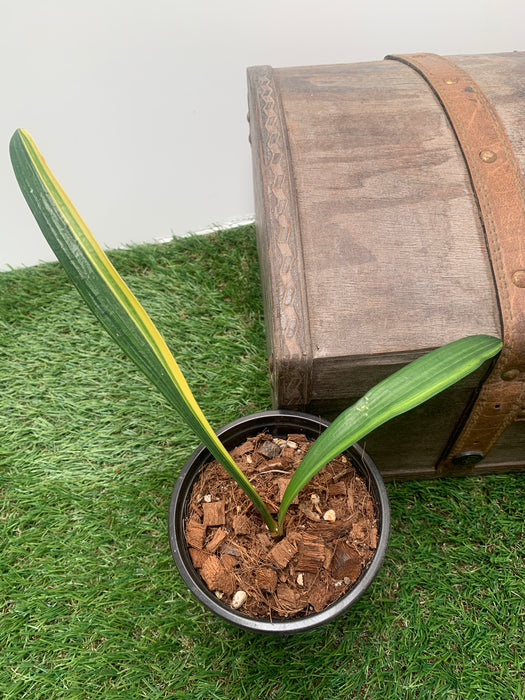 Variegated Clivia For SALE