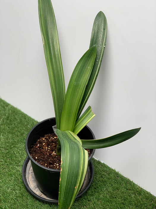 Variegated Clivia For SALE