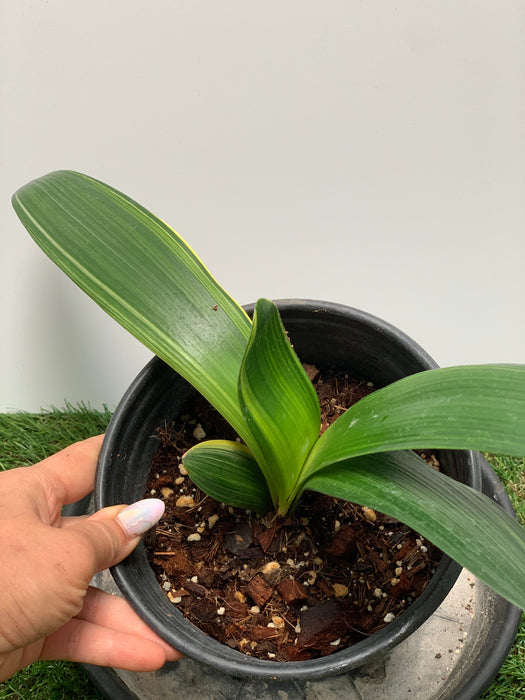 Variegated Clivia For SALE