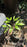 FREE Bowenia Spectabilis