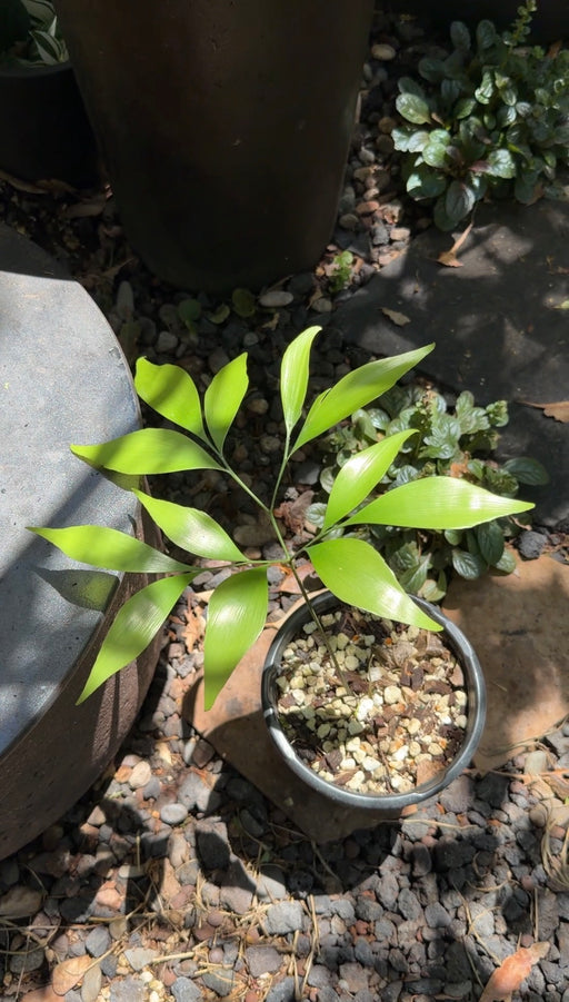 FREE Bowenia Spectabilis