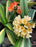 Variegated Clivia For SALE