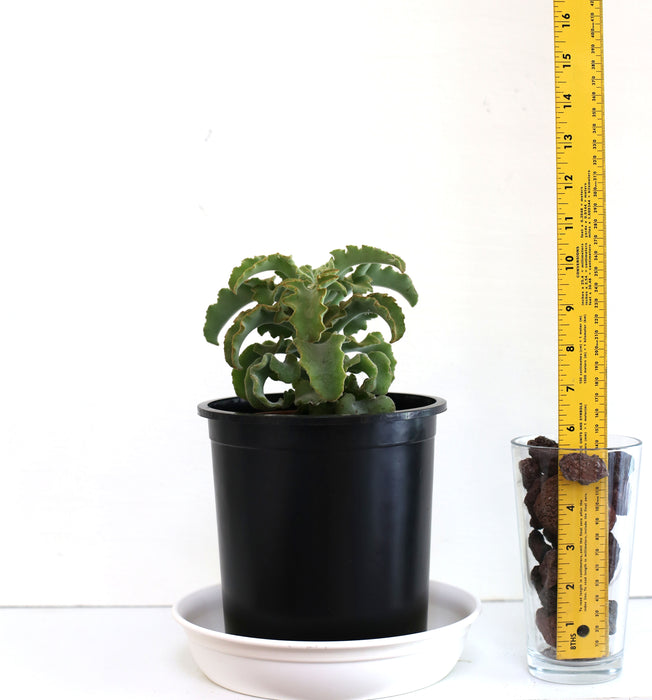 Kalanchoe Maltese Cross for Sale
