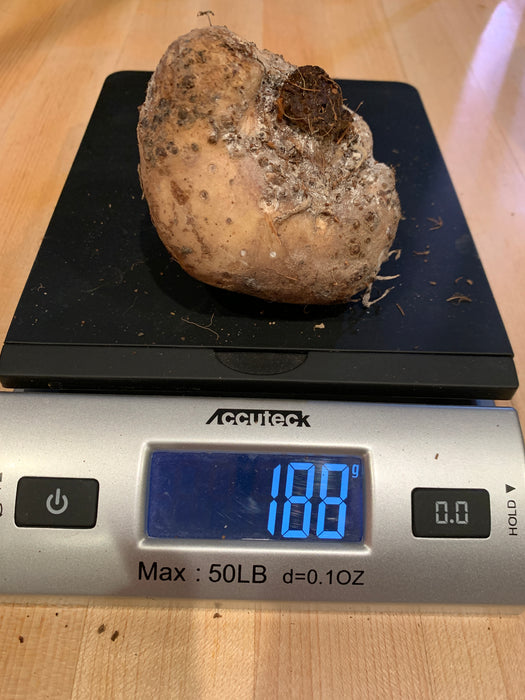 Amorphophallus Hewittii Corm Tuber for Sale