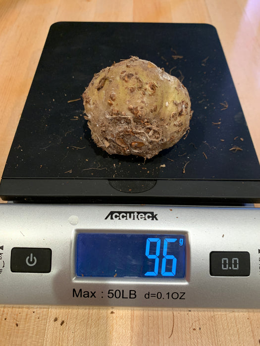 Amorphophallus Hewittii Corm Tuber for Sale
