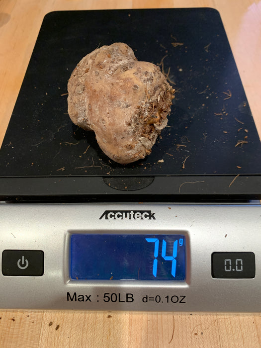 Amorphophallus Hewittii Corm Tuber for Sale