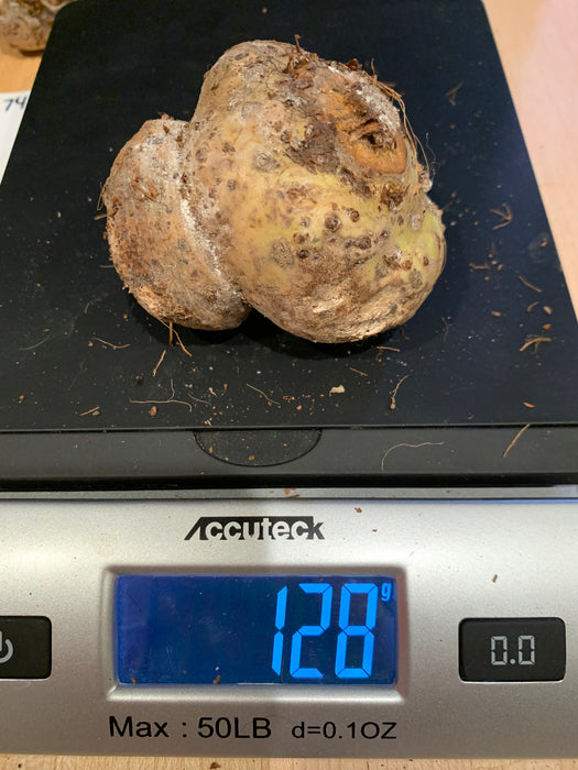 Amorphophallus Hewittii Corm Tuber for Sale