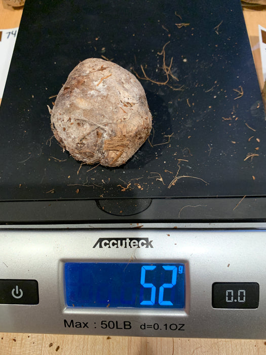 Amorphophallus Hewittii Corm Tuber for Sale