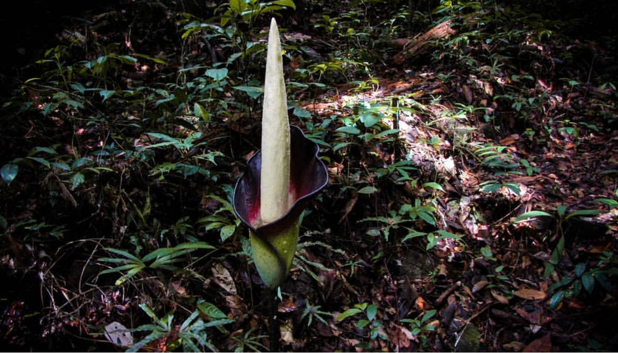 Amorphophallus Hewittii Corm Tuber for Sale