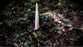 Amorphophallus Hewittii Corm Tuber for Sale