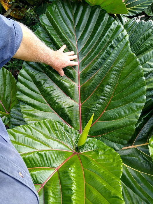 Ficus Dammaropsis for Sale