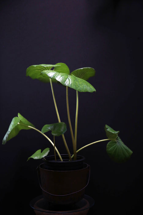 giant leopard plant indoor Mature Giant Leopard Plant Farfugium japonicum var. giganteum or Ligularia Gigantea for Sale