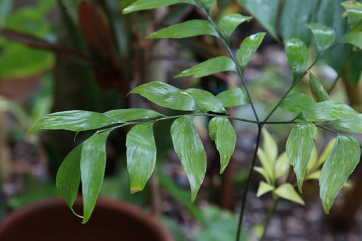 FREE Bowenia Spectabilis