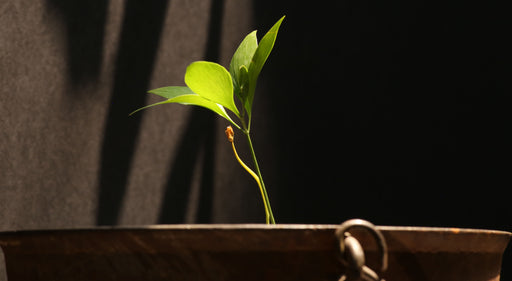Bowenia Spectabilis for Sale