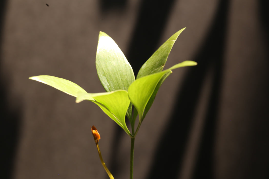 Bowenia Spectabilis for Sale