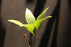 Bowenia Spectabilis for Sale
