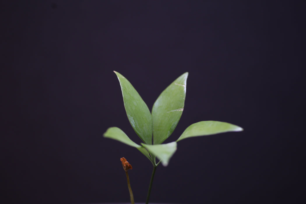 Bowenia Spectabilis for Sale