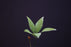 Bowenia Spectabilis for Sale