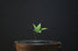 Bowenia Spectabilis for Sale
