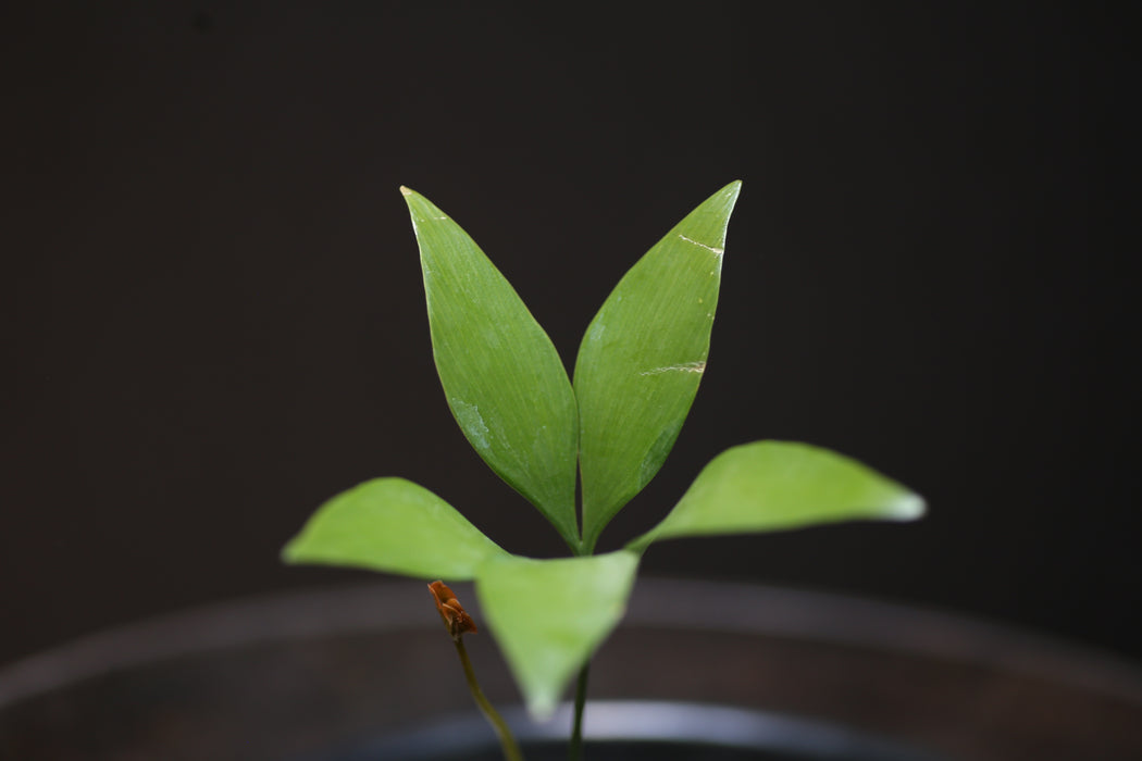 Bowenia Spectabilis for Sale