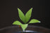 Bowenia Spectabilis for Sale