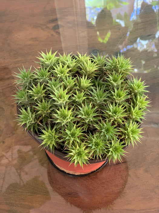 Abromeitiella Brevifolia aka Deuterocohnia Brevifolia for Sale