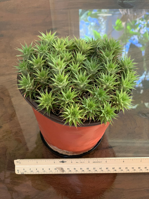 Abromeitiella Brevifolia aka Deuterocohnia Brevifolia for Sale