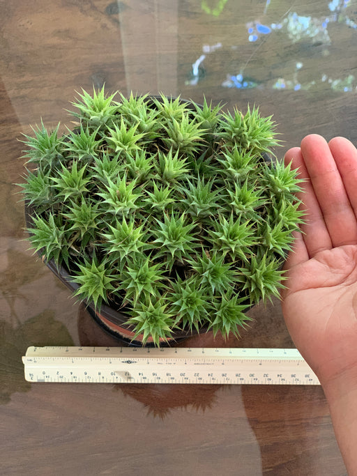 Abromeitiella Brevifolia aka Deuterocohnia Brevifolia for Sale