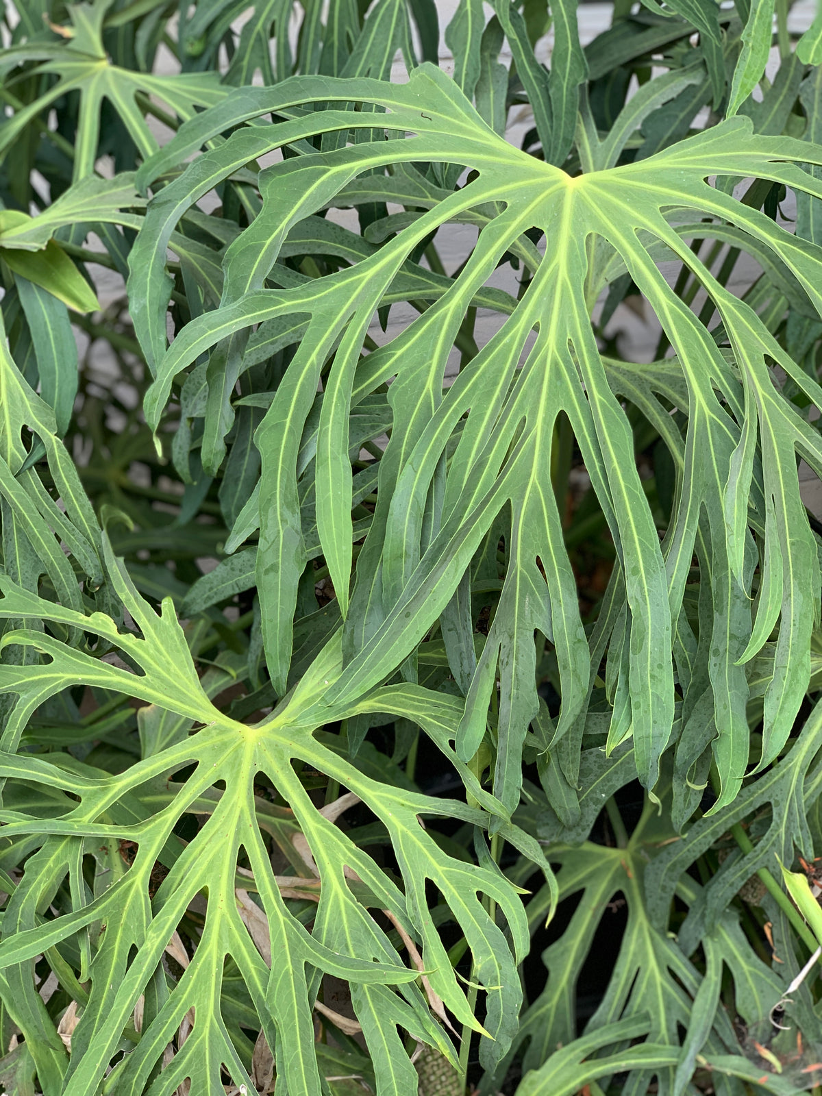 anthurium triphyllum Anthurium Podophyllum for Sale — Melisse & Co