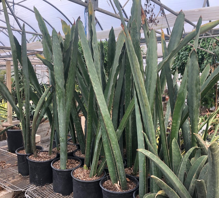 Sansevieria Bhitalae 'SuperClone' for Sale — Melisse & Co.