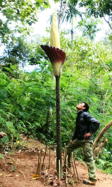 Amorphophallus Gigas for Sale