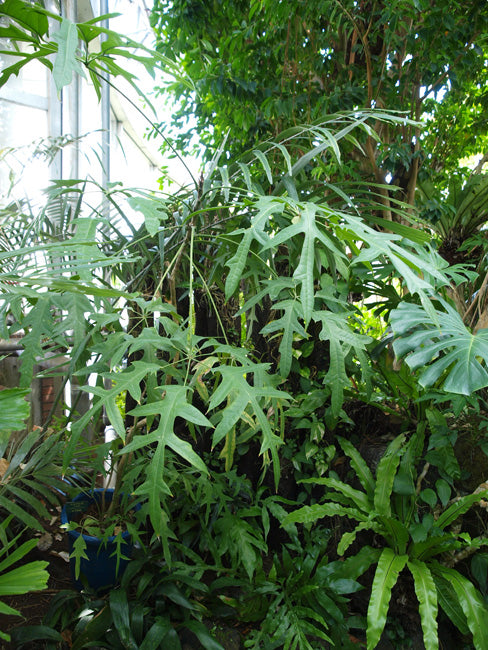 Schefflera Actinophylla Nova for sale